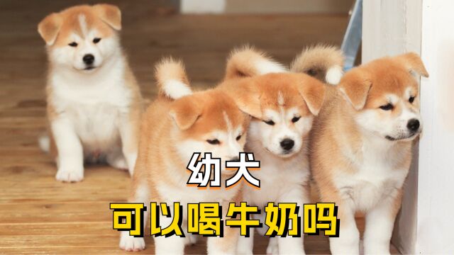 能给幼犬喂食牛奶吗?喝了会怎样?