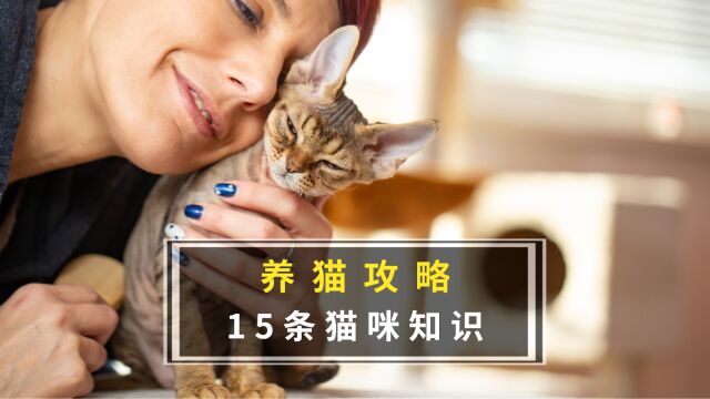 养猫前必须知道的15条知识,新手必看!