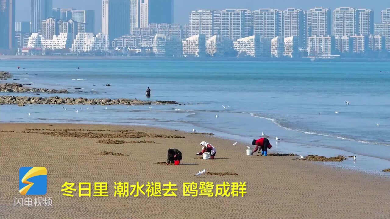 烟台黄渤海新区:初冬赶海忙 收获好时光