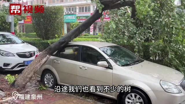 福建史上第二强台风到底有多强 直击“杜苏芮”登陆后的泉州