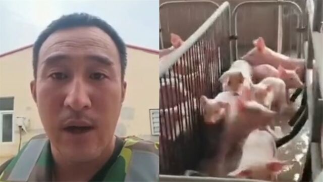 哈尔滨一猪场5000头猪被困,洪水足足80公分深,猪场负责人求援