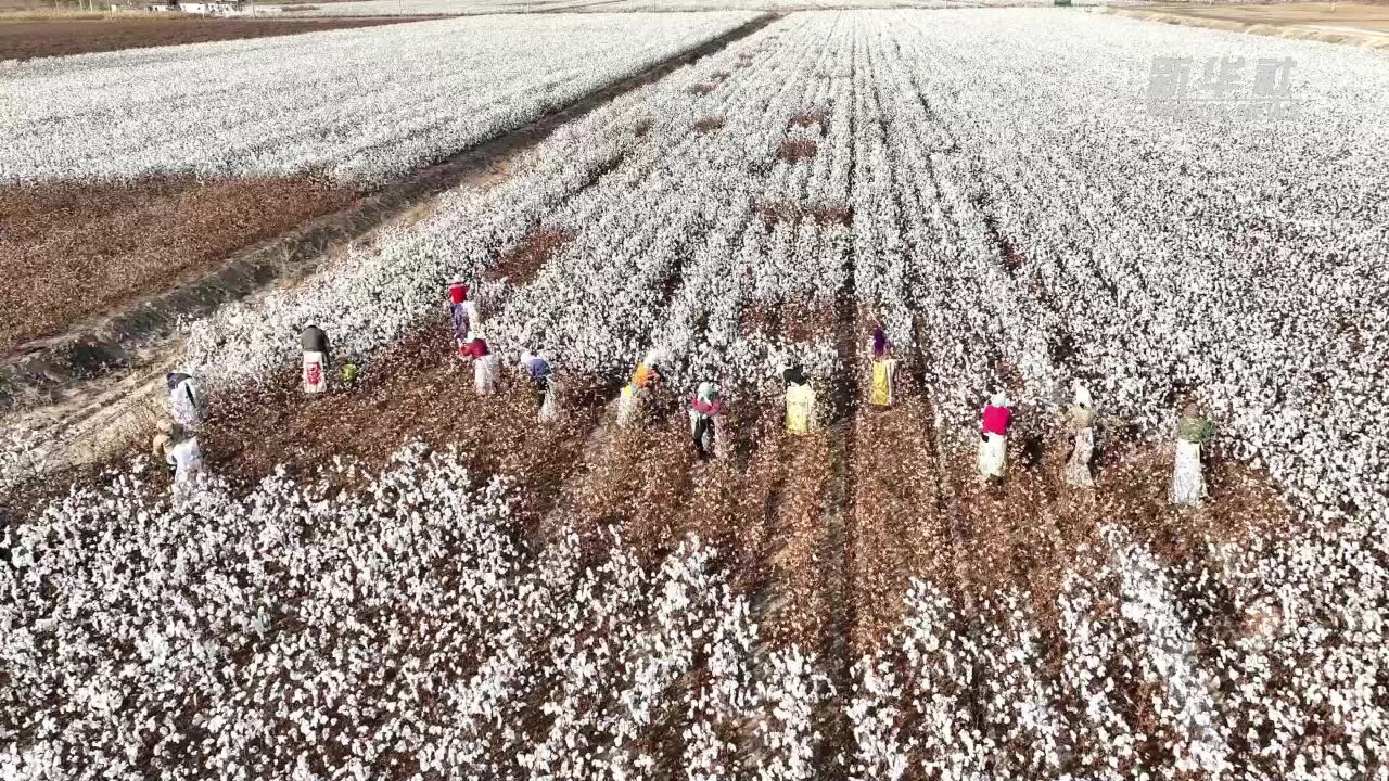 山东无棣:盐碱地种子棉喜获丰收