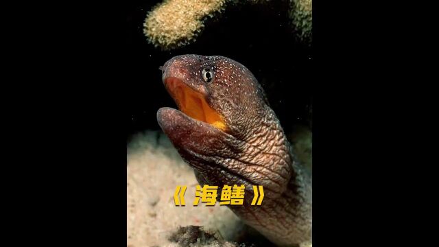 海鳝的嘴居然这么厉害#海洋生物 #海鳗 #神奇动物