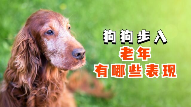 狗狗踏入老年期会有什么表现?宠主你知道吗?