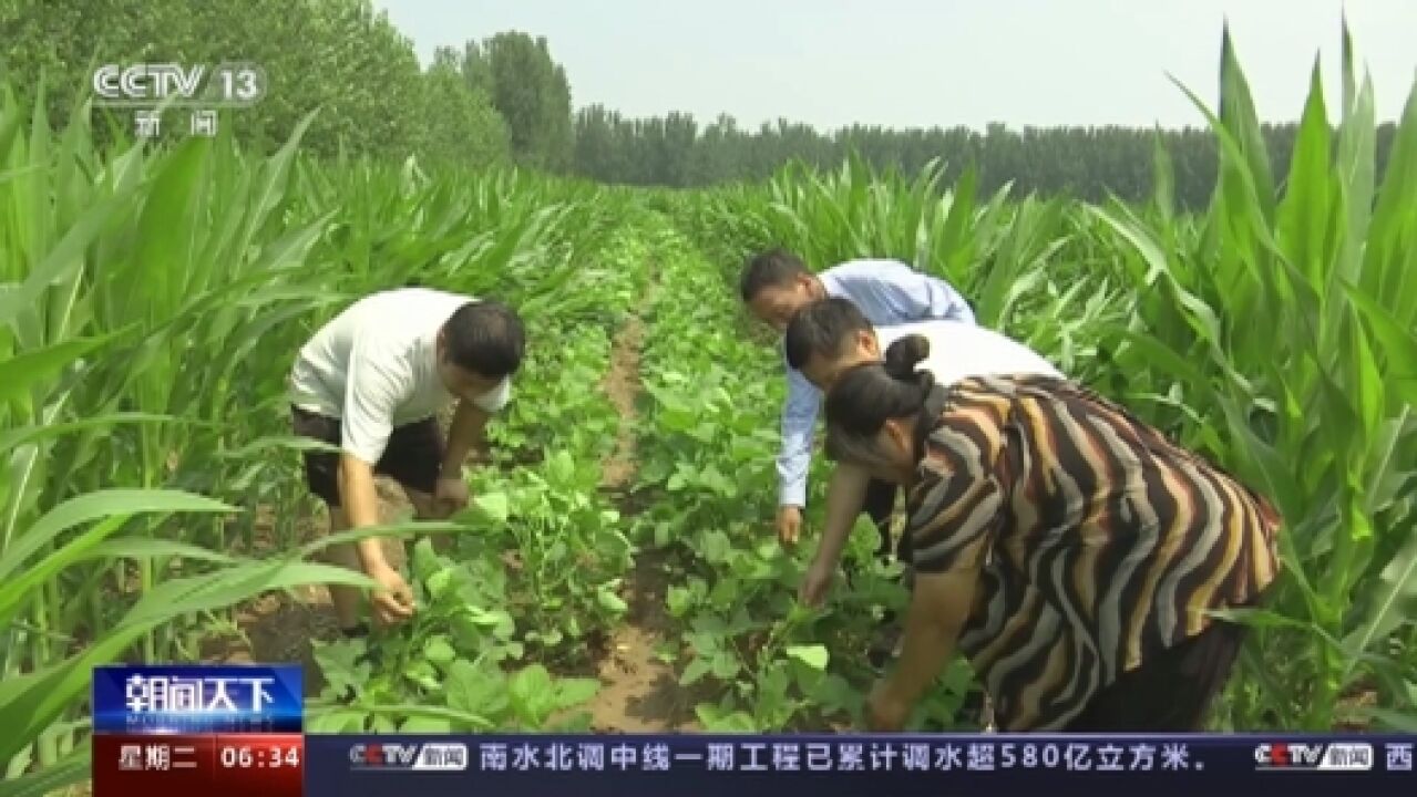 河南鲜食玉米抢“鲜”上市 丰富市场供应