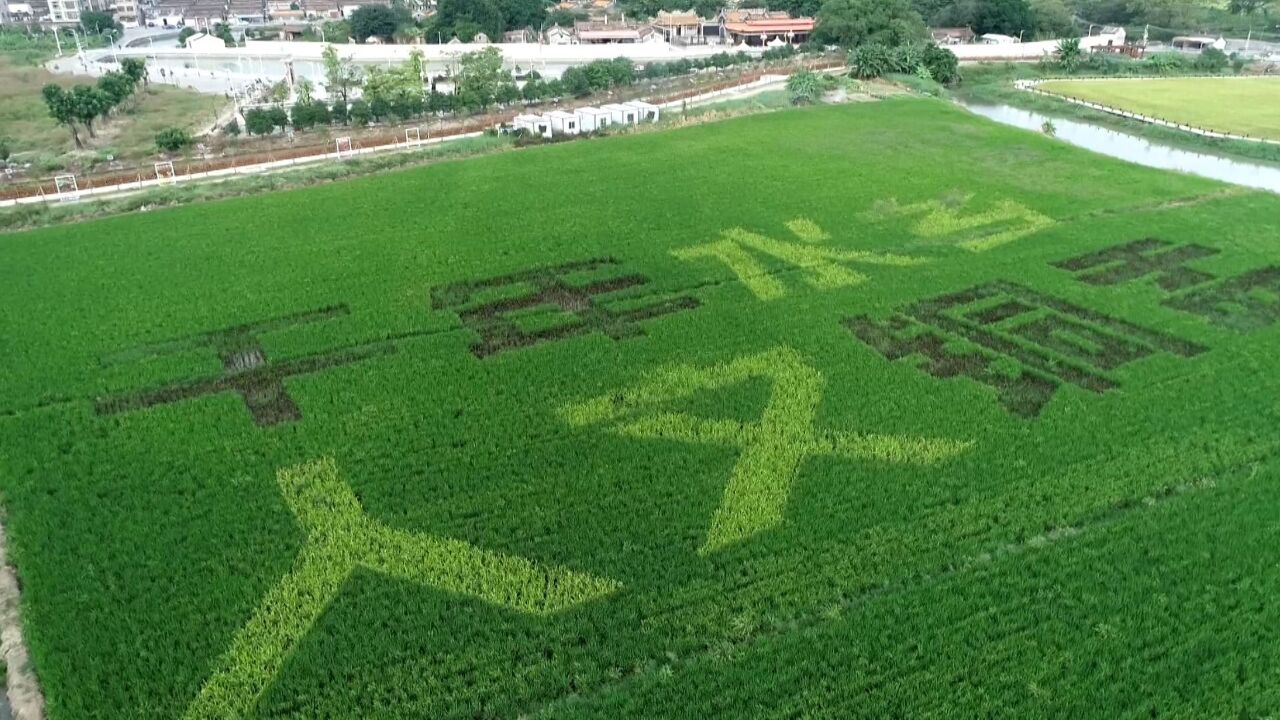 汕头潮阳铜盂以田为“纸”稻为“墨”,绘就秀美乡村画卷