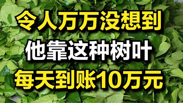 令人万万没想到,他靠这种树叶,每天银行卡上到账10万元!