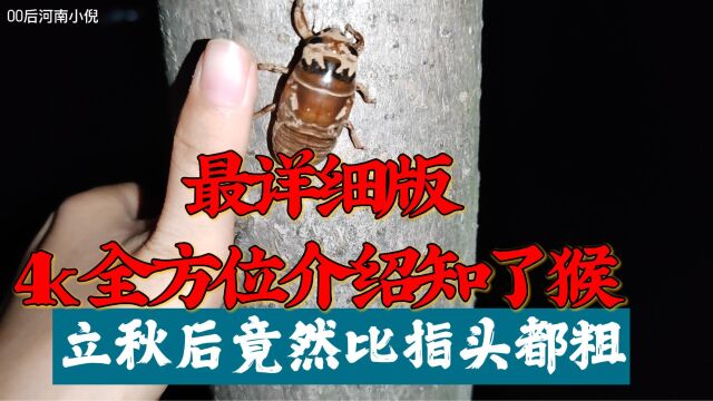 全方位最详细版介绍知了猴,立秋后比手指都粗了,你见过吗?