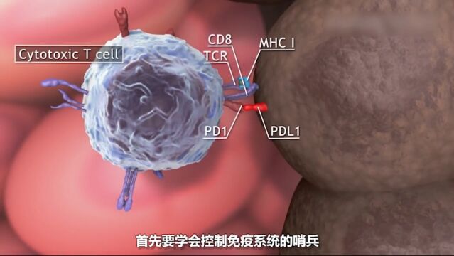 癌细胞是怎么来的?什么是癌症免疫疗法?下癌症生命科学涨姿势硬核知识局