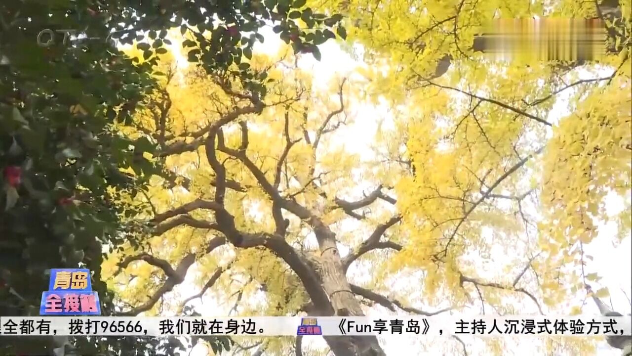 山水入诗景色如画!感受崂山丰富多样的自然生态和植物奥秘