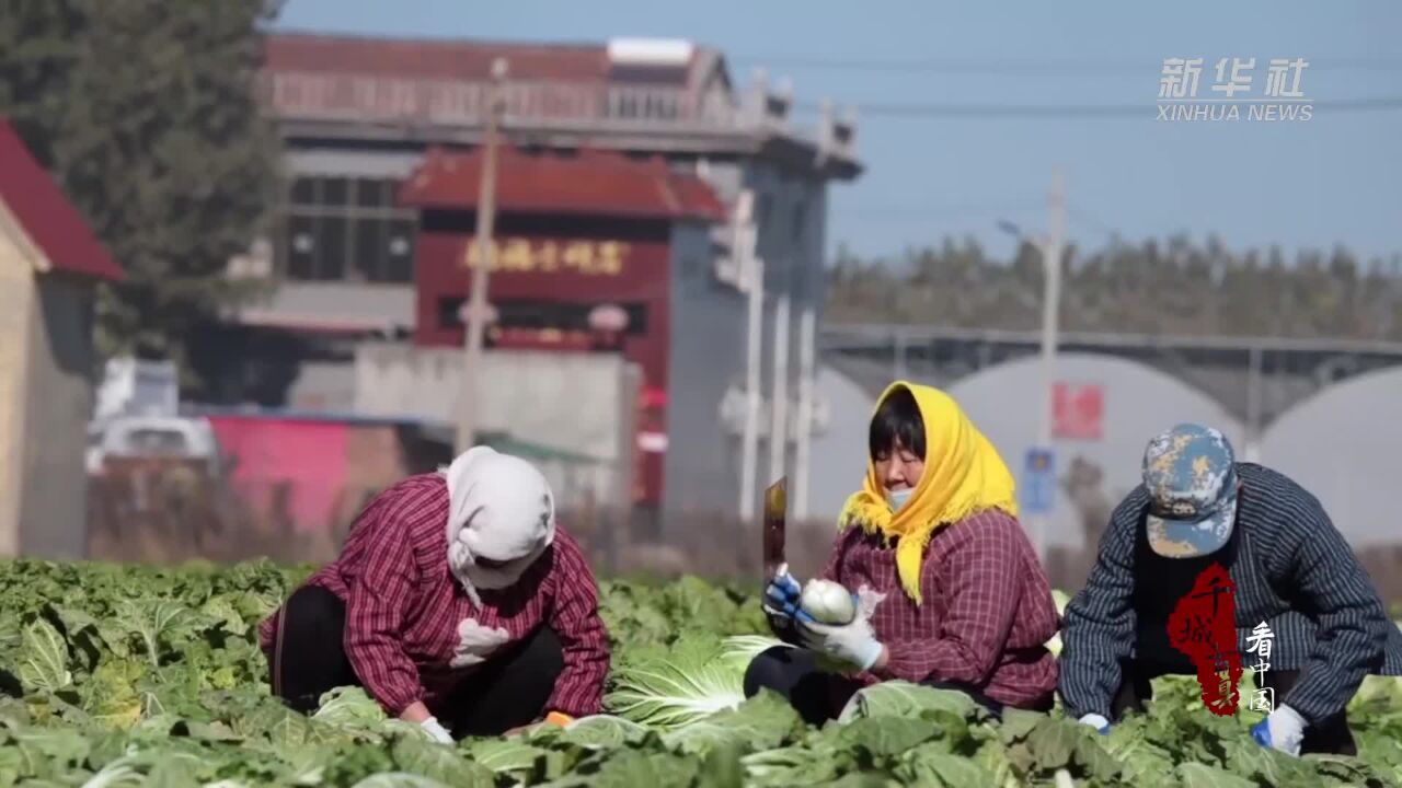 千城百县看中国|济南历城:白菜喜丰收 农民采收忙