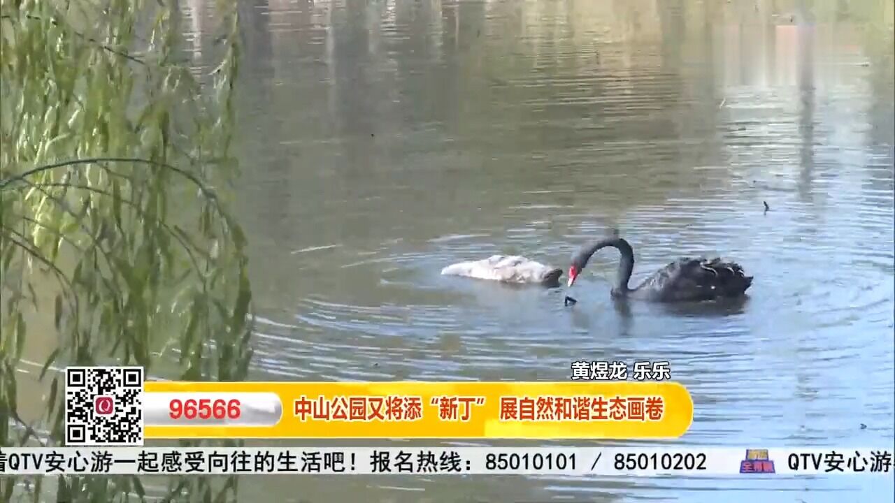 中山公园黑天鹅又将添“新丁”,展现自然和谐生态画卷