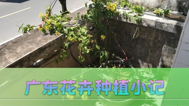 耐热藤本,持续记录花期3.4.5.6.7.8