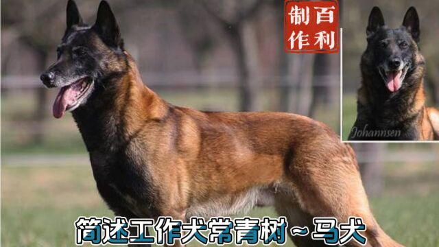 简述工作犬常青树~马犬