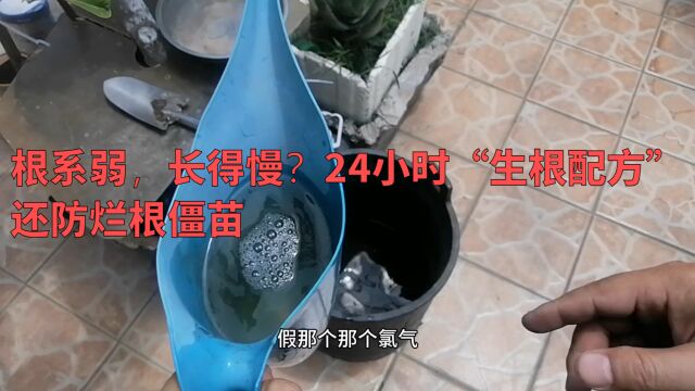 根系弱,长得慢?24小时“生根配方”,还防烂根僵苗