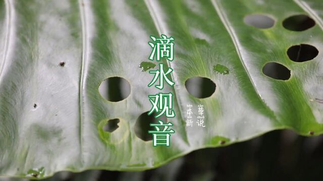 又一神奇植物,滴水观音,它叶上的孔,又和甲虫有着什么样的故事呢?大家一定要看