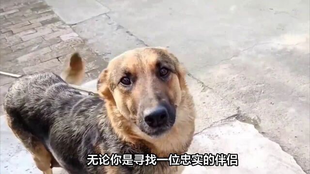 狗狗智商排名1115名