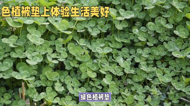 绿色植被垫体验美好生活