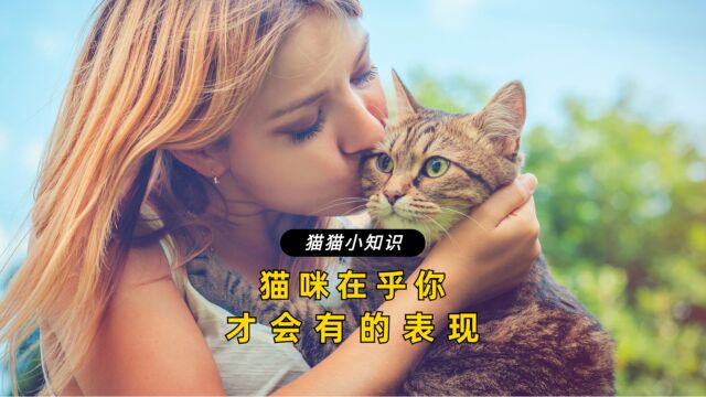 猫咪有这些行为,说明它很在乎你!