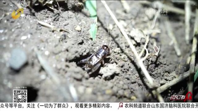 宁津:玉米地里淘“金”,小蟋蟀“闯”大市场,交易市场一片火热