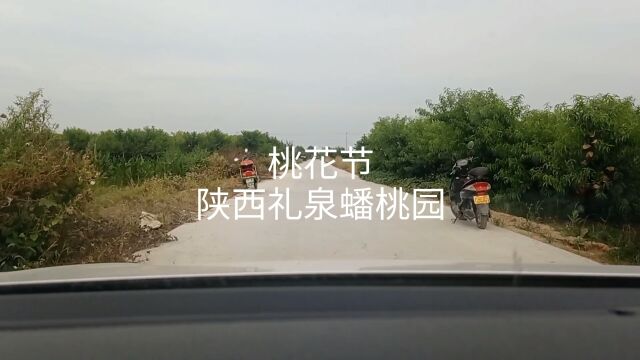 水果之乡陕西礼泉县发现一大片蟠桃园 去逛逛