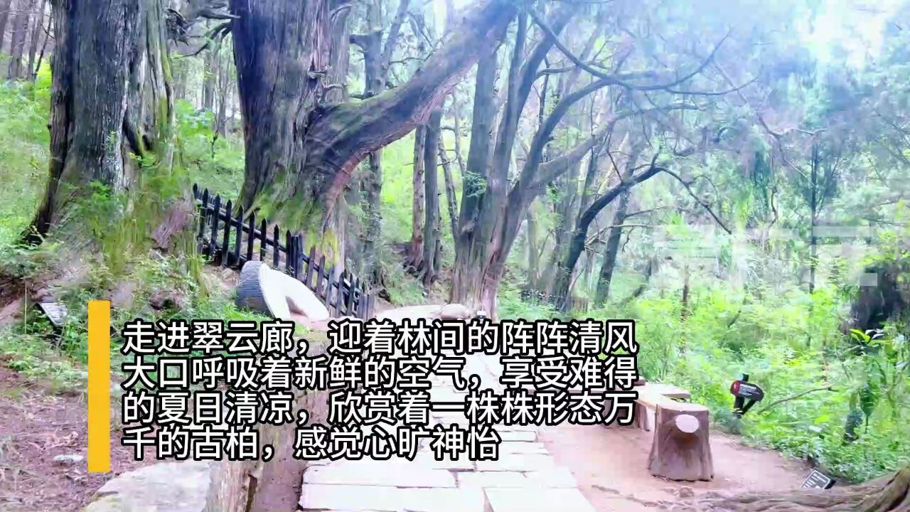 剑阁是个好地方,实拍翠云廊风景,古柏森森古道幽幽,非常安逸!