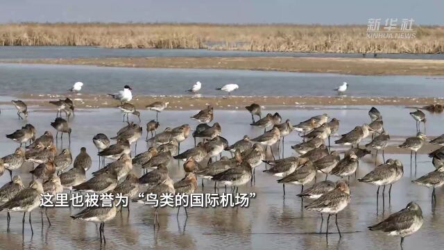 壮美黄河|黄河三角洲:万里大河东入海 壮美湿地鸟翔集