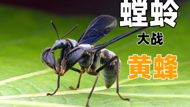 螳蛉大战黄蜂