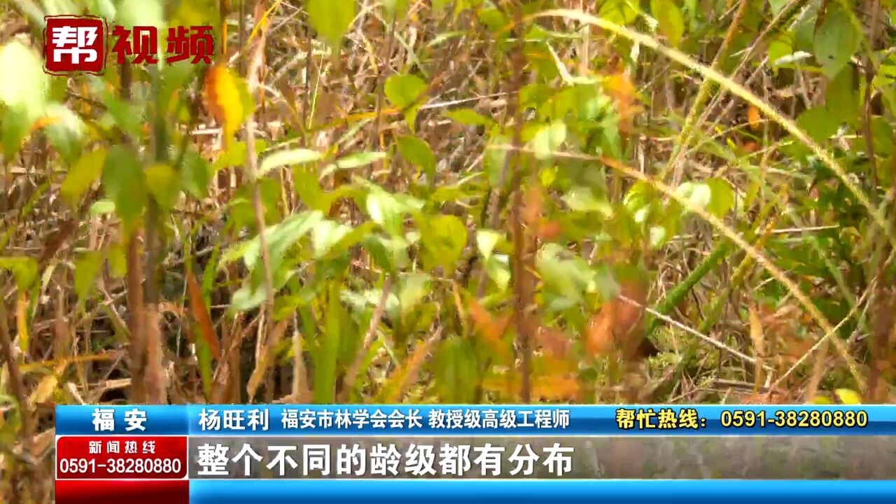 植物界“活化石”!福安发现4处“国宝级”植物水松野生群落