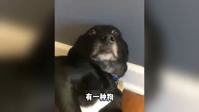 全网劝退的犬种,其实还有另一面#比格犬#比格犬受害者联盟