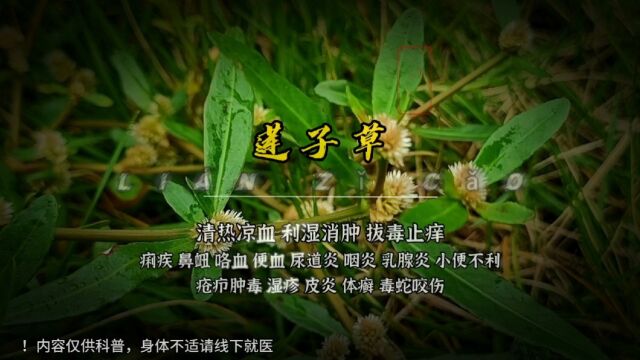 莲子草,经常被人们当作杂草,其实,它也是一种药用植物!