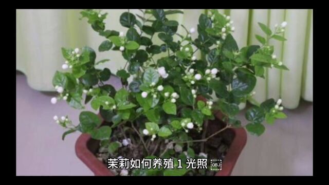 茉莉花,香气四溢,每个家庭阳台不可或缺的花卉.快看看怎么养护?