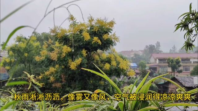 秋天的雨,温柔、缠绵,散发出清新的气息,雨丝飘落,地表有一层微凉在缓缓地升腾