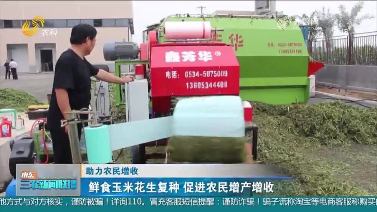 鲜食玉米花生带状复合种植,提高种植效益,促进农民增产增收