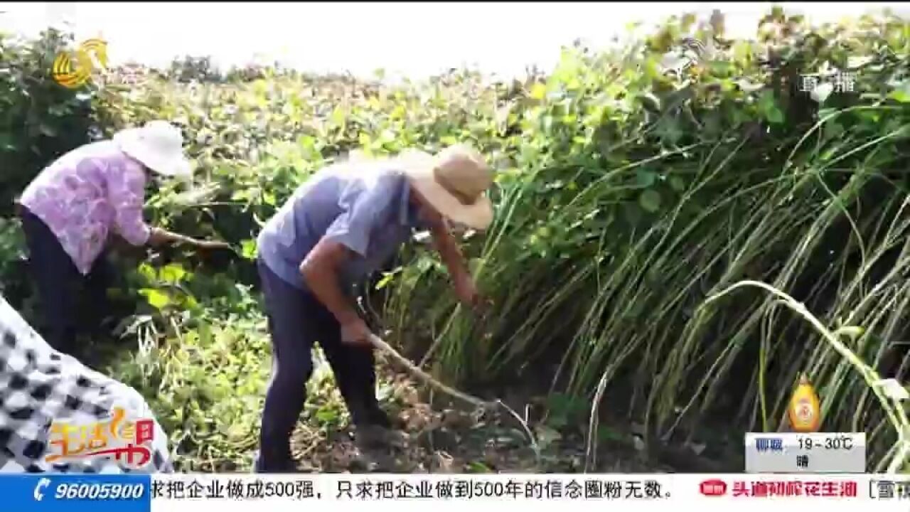 唤醒闲置土地,枣庄发展中草药种植,村民家门口打工促进增收致富