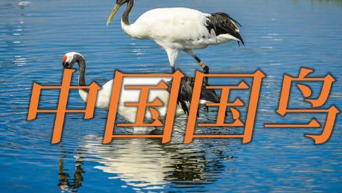中国的国鸟是什么？丹顶鹤没能当上国鸟，原因竟和日本有关？