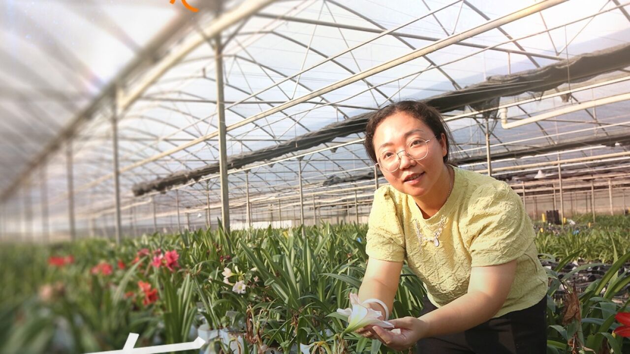 城市追光人张文心:培育的朱顶红种子上过太空