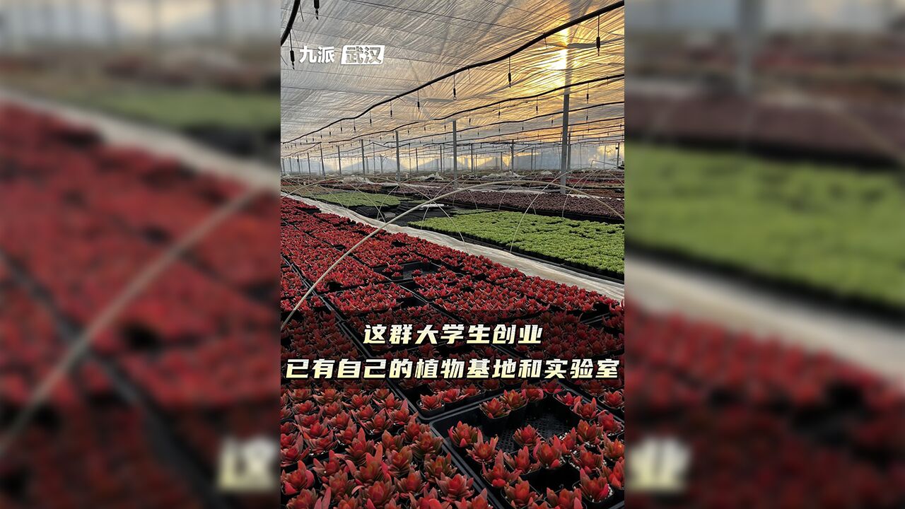 武汉生物工程学院五名大学生创业做植株培育:目前已有两个种植基地、一个实验室.两项发明专利受理中