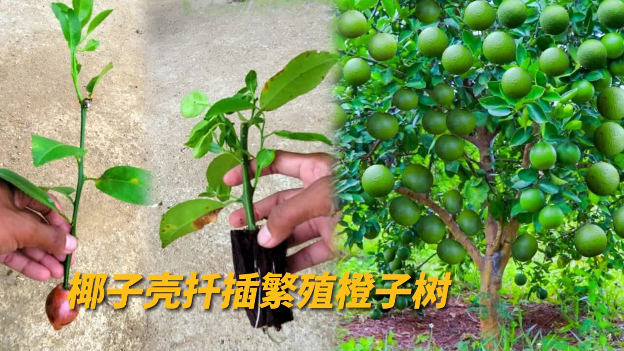 没想到扦插繁殖橙子树那么简单,再也不用花钱买果树了