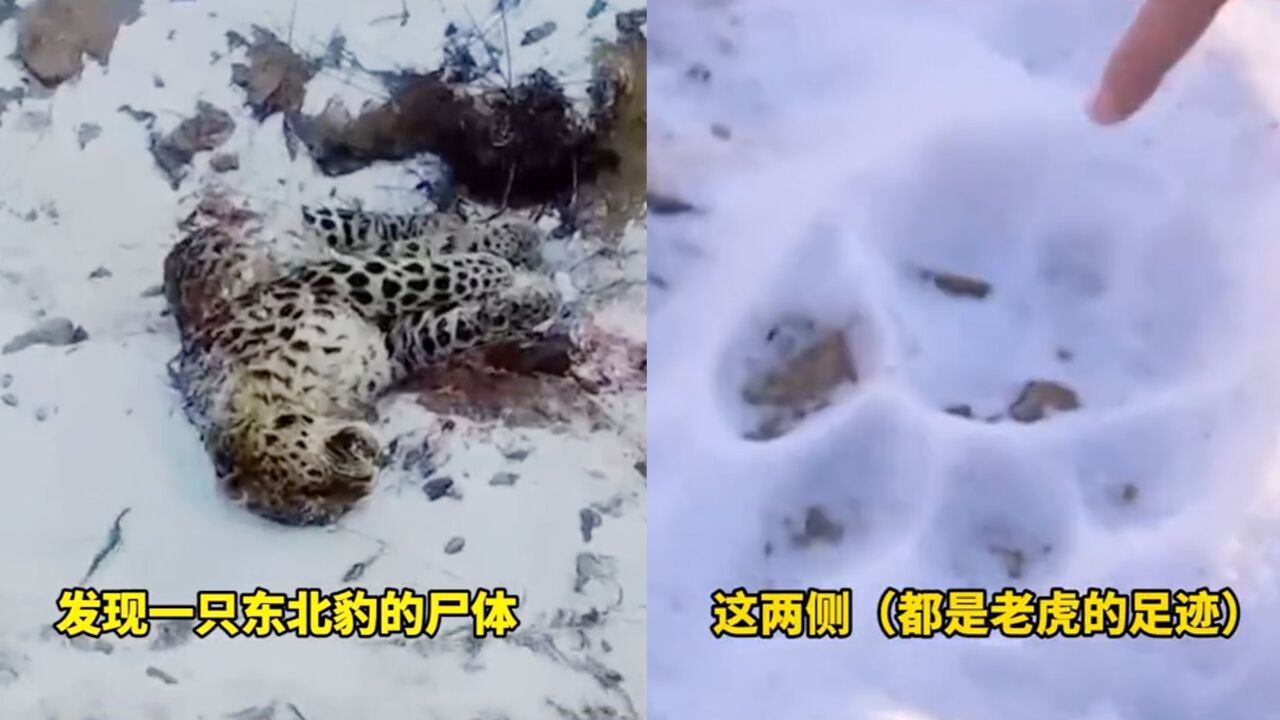 罕见!东北虎“猎杀”东北豹 还原恶斗现场:拖拽案发地留虎爪印