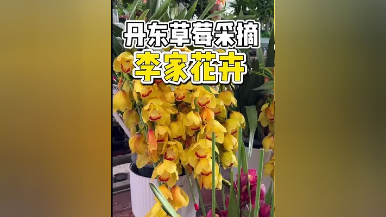 丹东一家有花卉和草莓采摘的好去处!这么多好看的花你们认识几个?