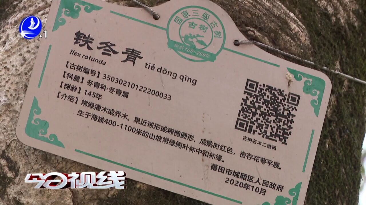 华亭郊尾:百年铁冬青 红果压满枝