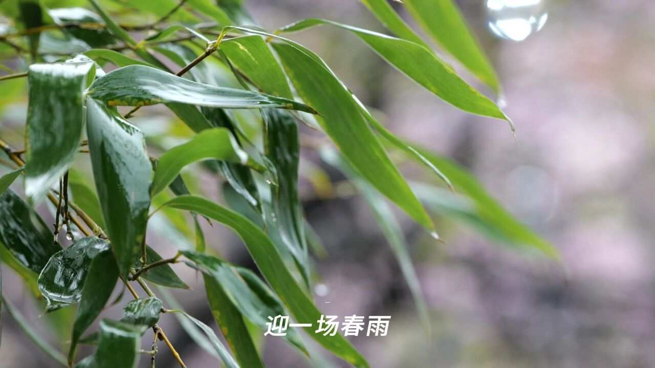 节气:雨水