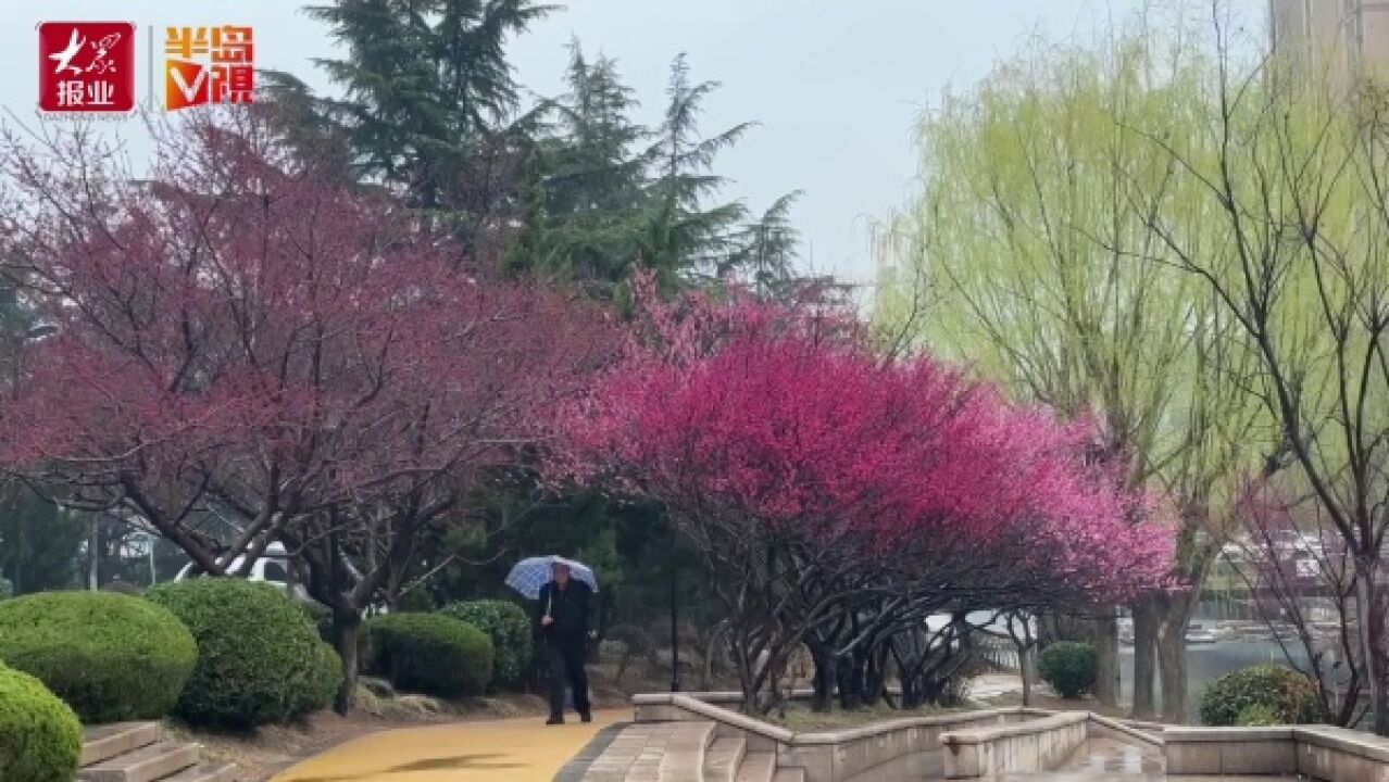 清明临近,雨润万物花渐开