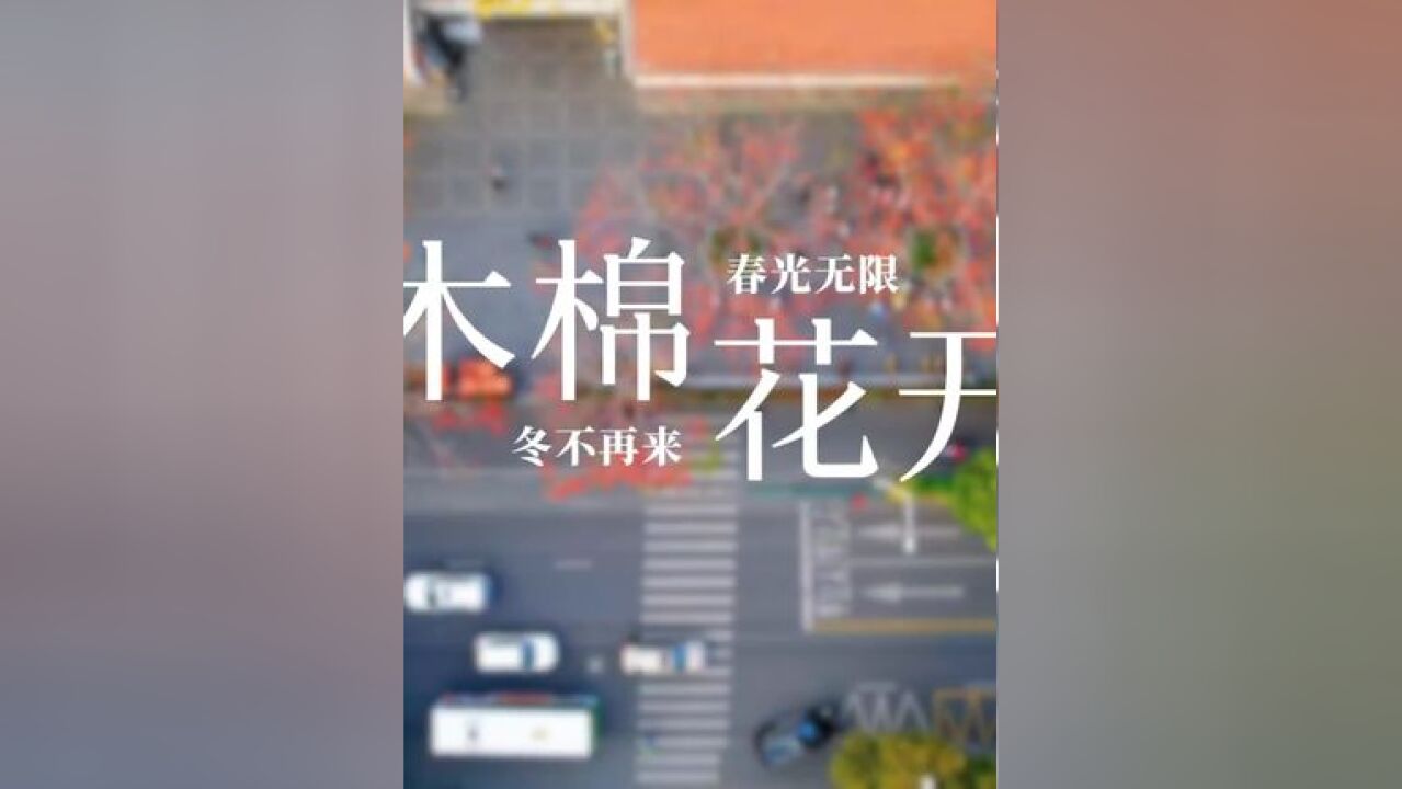 木棉花开,春光无限!相约一座城、一个人……(来源:吴宗宝)