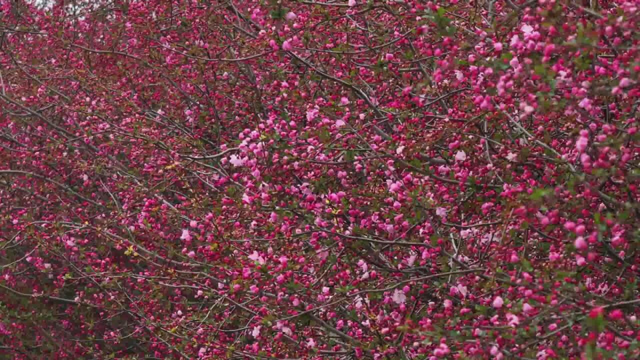 砀山东升路:一路繁花春意浓