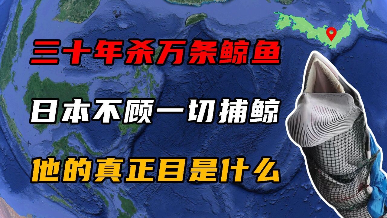 30年捕杀1.6万头鲸鱼,日本不顾一切捕鲸,他的真正目是什么?