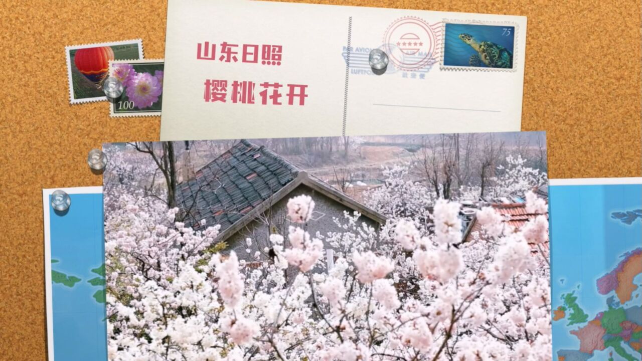 山东日照:樱桃花开