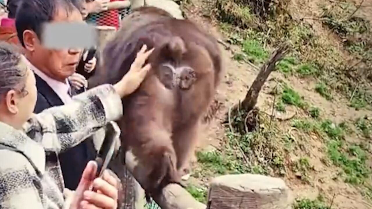 大妈摸了一下峨眉山猴子屁股,下一秒猴子扭头咬伤一旁大爷的脸部