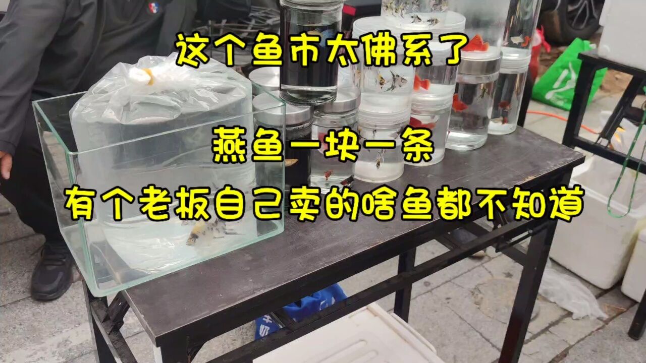 这个鱼市太佛系,燕鱼一块一条,卖鱼老板都不知道自己卖的是啥鱼